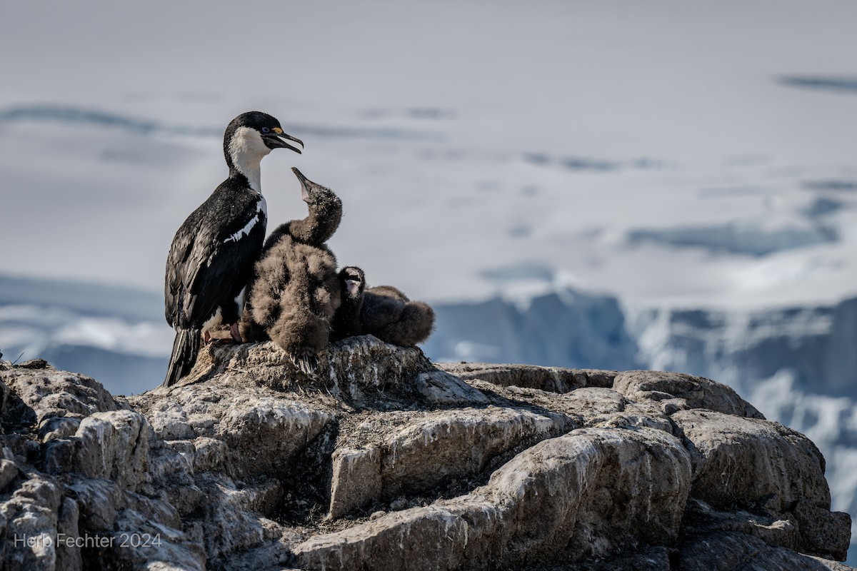 Antarctic Shag - Herbert Fechter