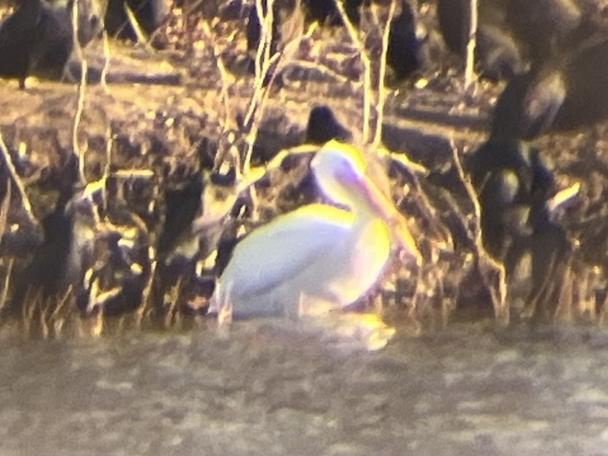 American White Pelican - ML616417622