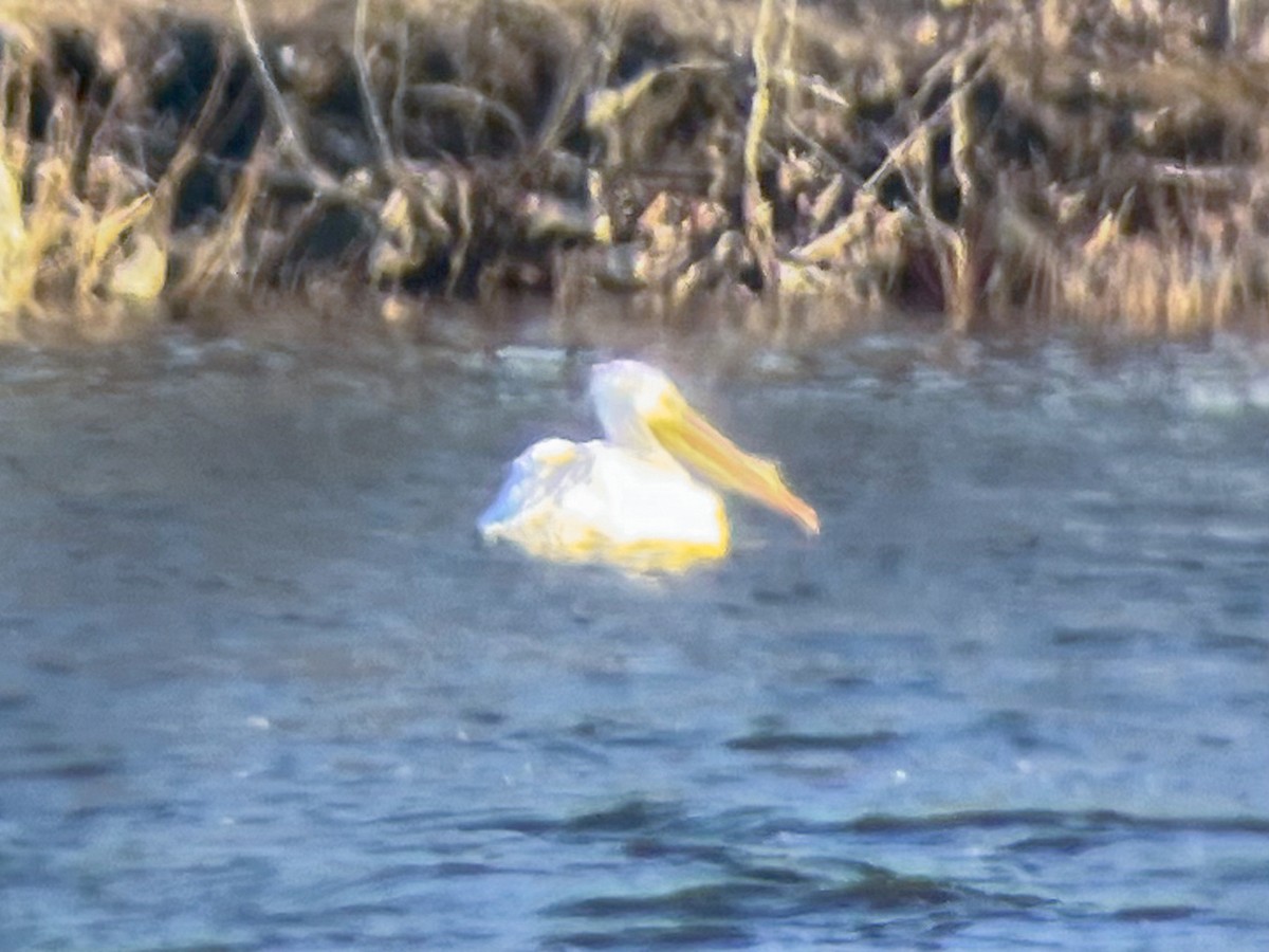 American White Pelican - ML616417623