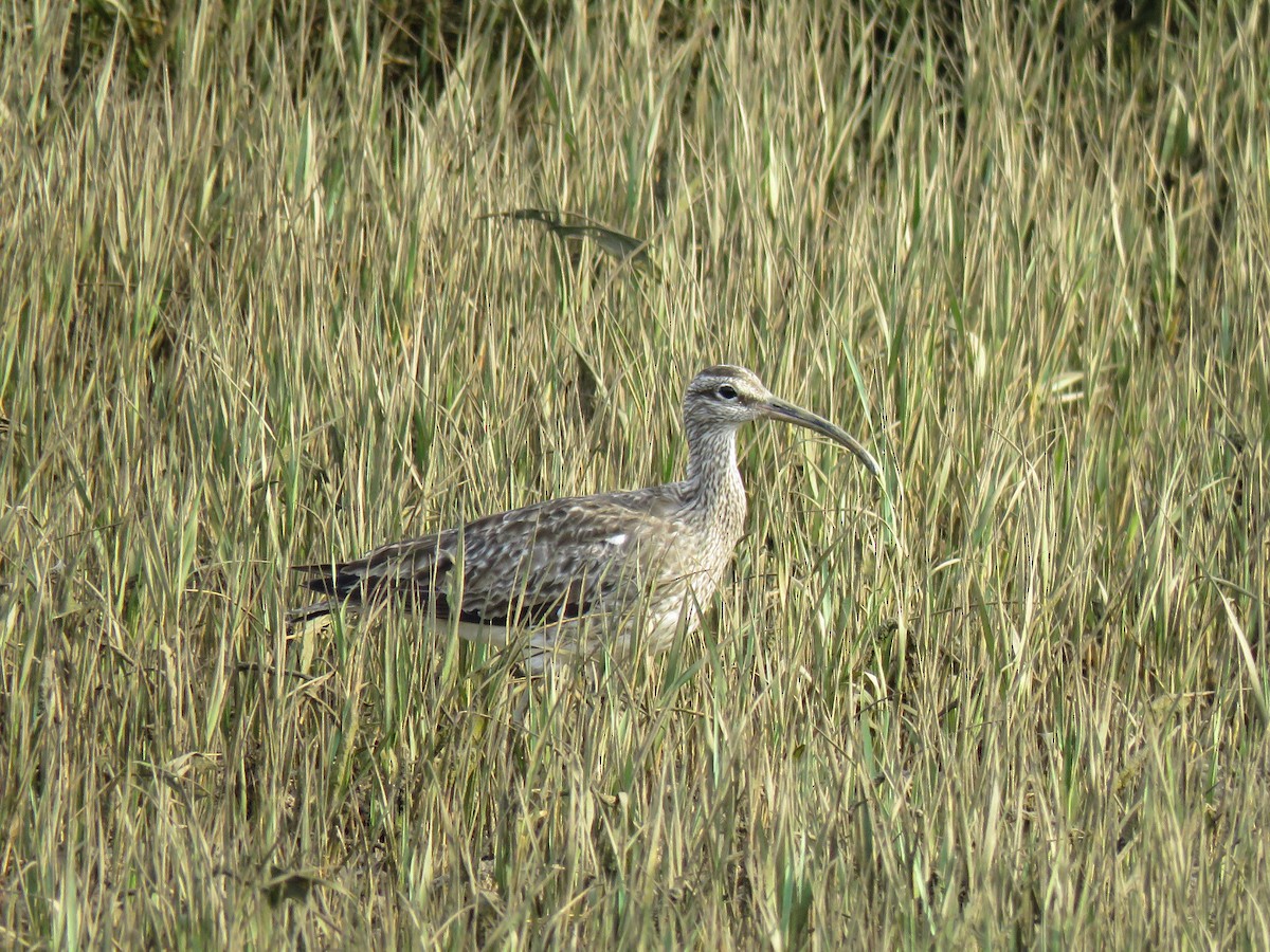 Whimbrel - ML616417628