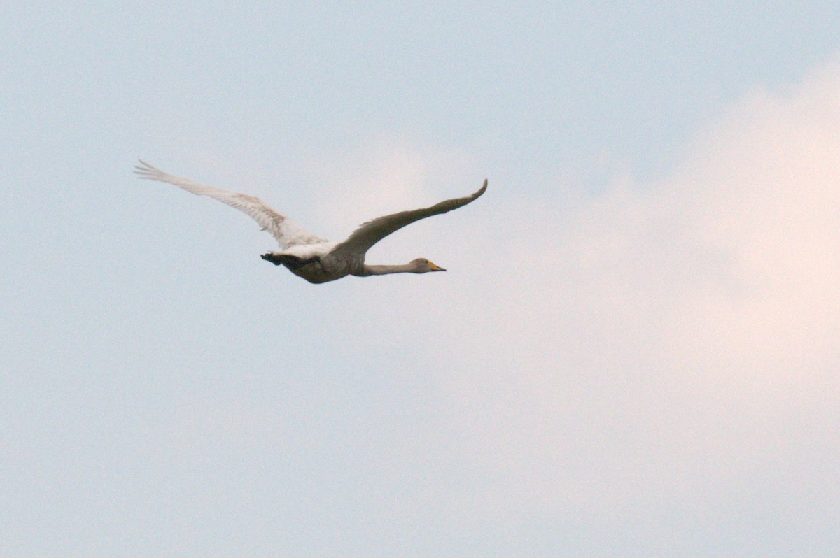 Whooper Swan - ML616417650