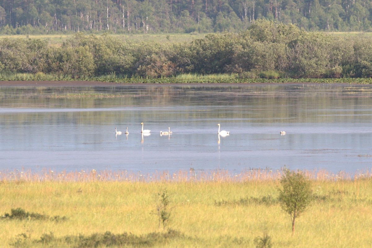 Whooper Swan - ML616417651