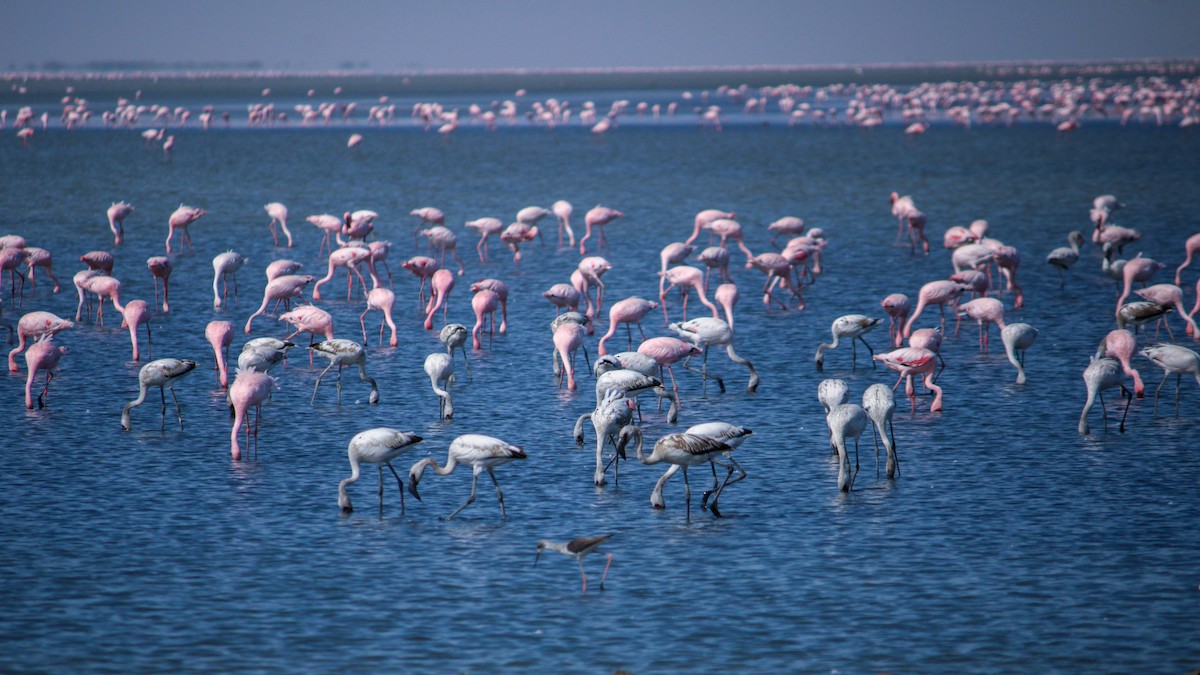 Lesser Flamingo - Sachin Prajapati