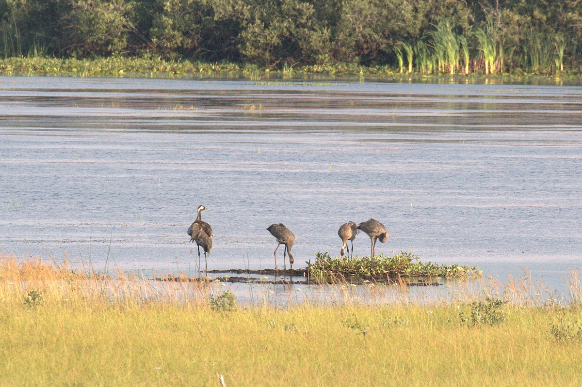 Common Crane - Corné Pieterse