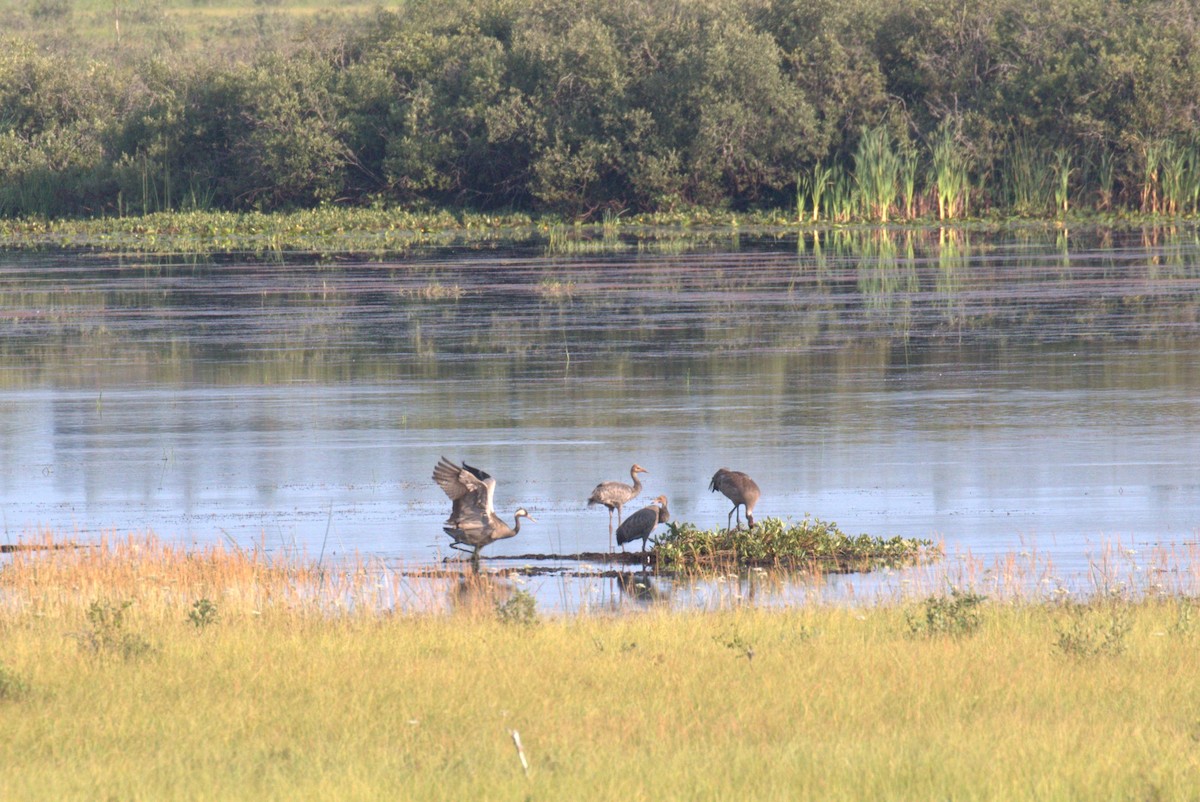 Common Crane - ML616417671