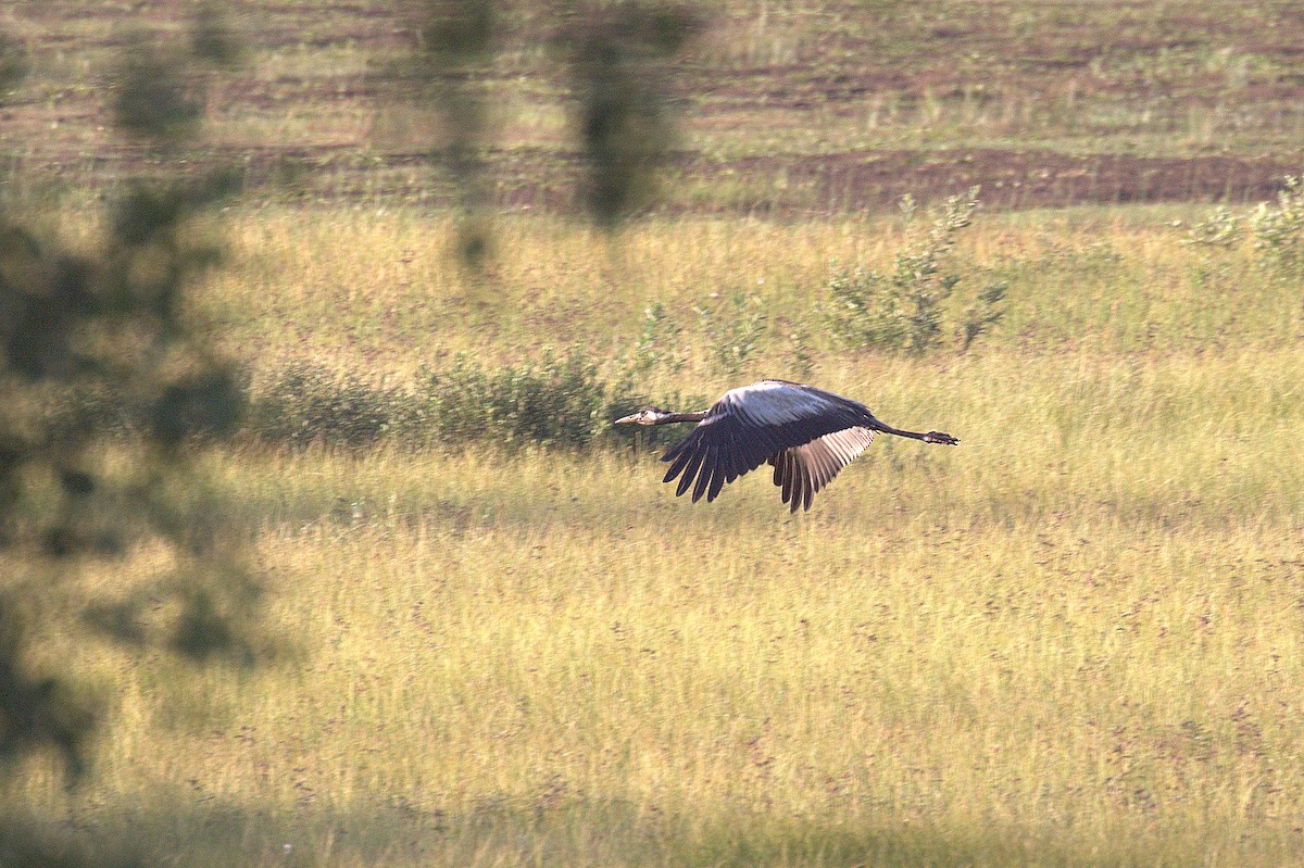 Common Crane - Corné Pieterse