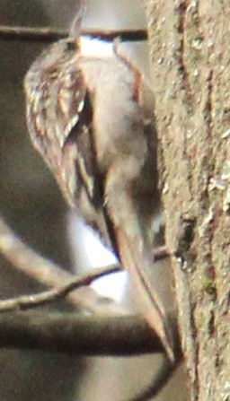 Brown Creeper - ML616417687