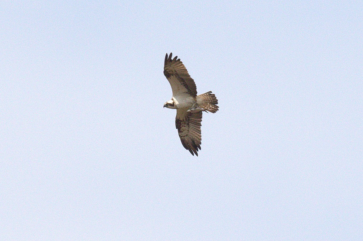 Águila Pescadora - ML616417691