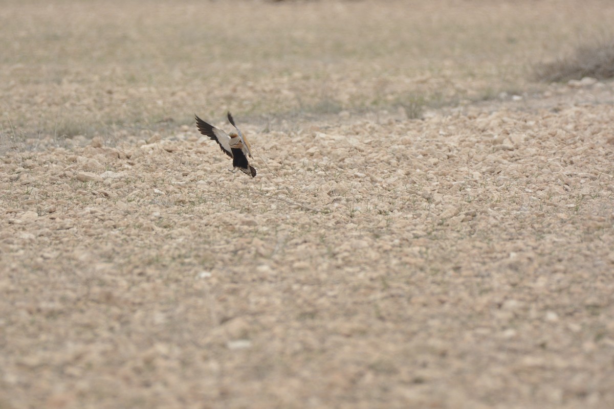 Black-bellied Sandgrouse - ML616417738