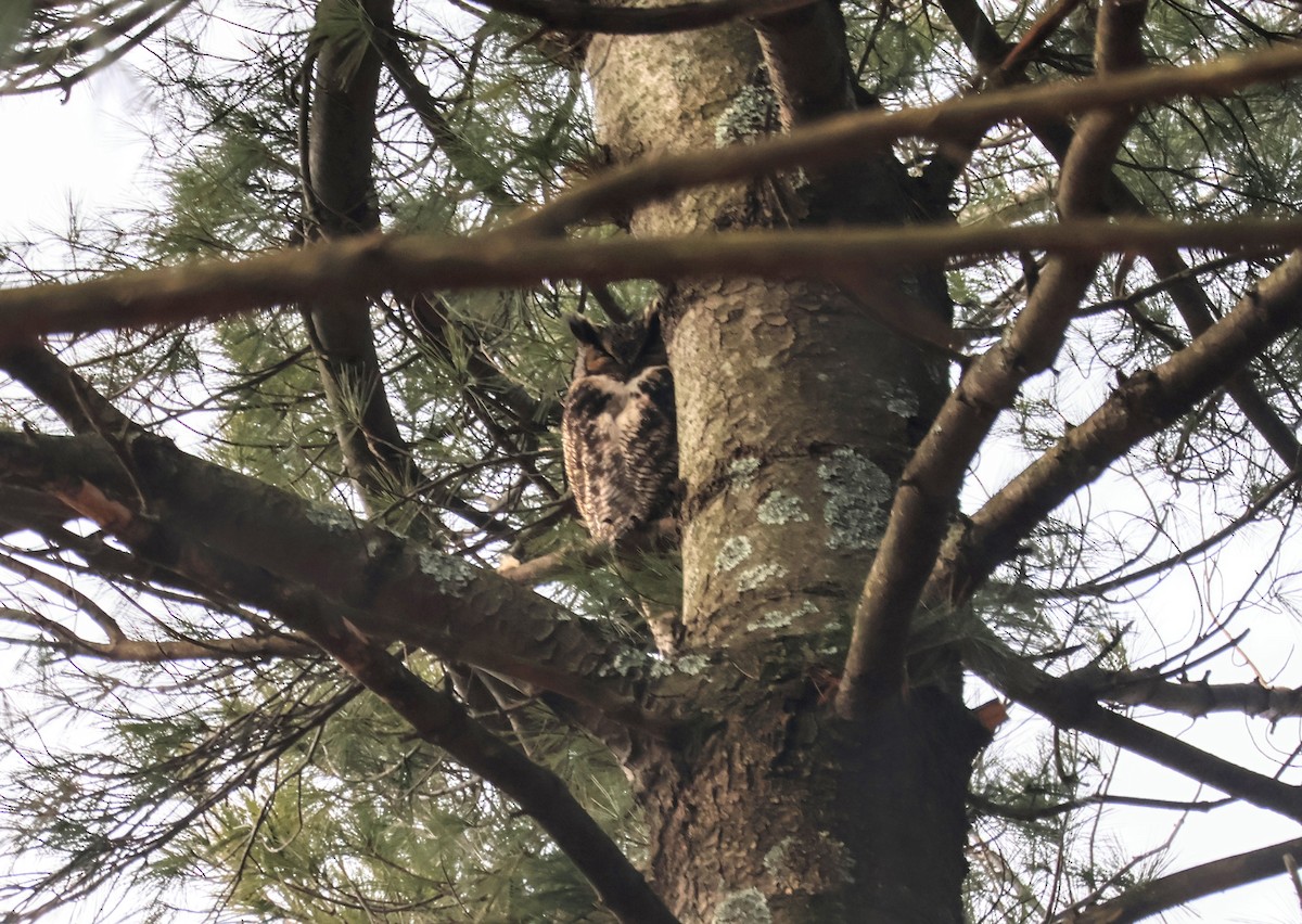 Great Horned Owl - ML616417741