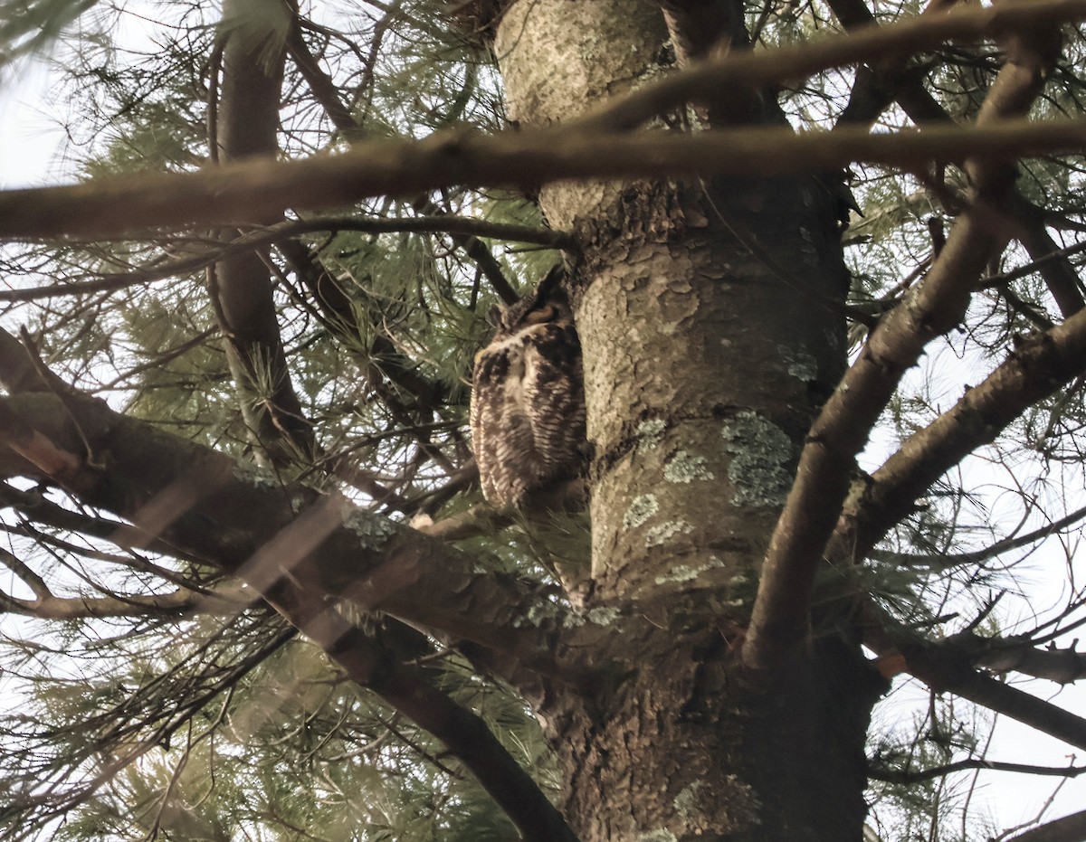 Great Horned Owl - ML616417742