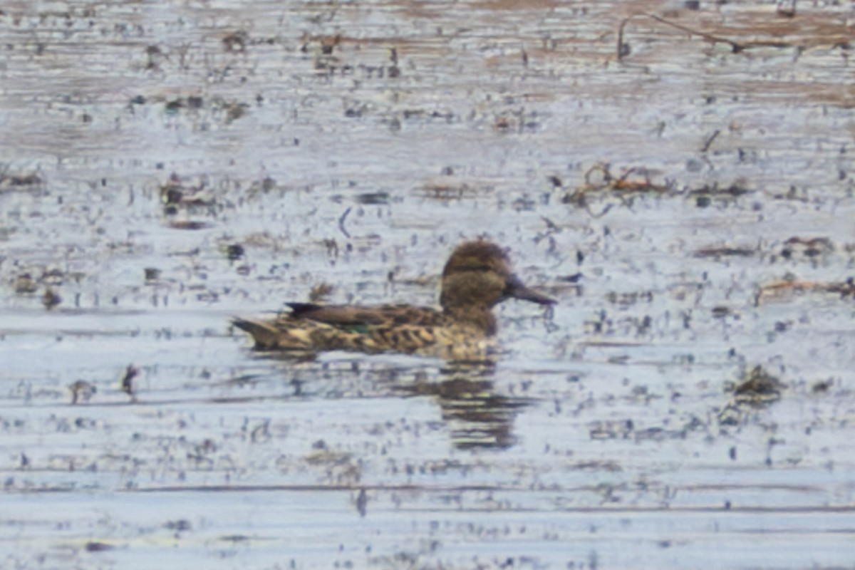 Green-winged Teal - ML616417758