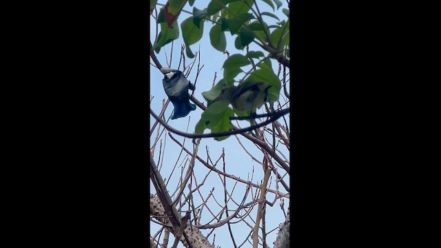 Viréo des mangroves (approximans) - ML616417782