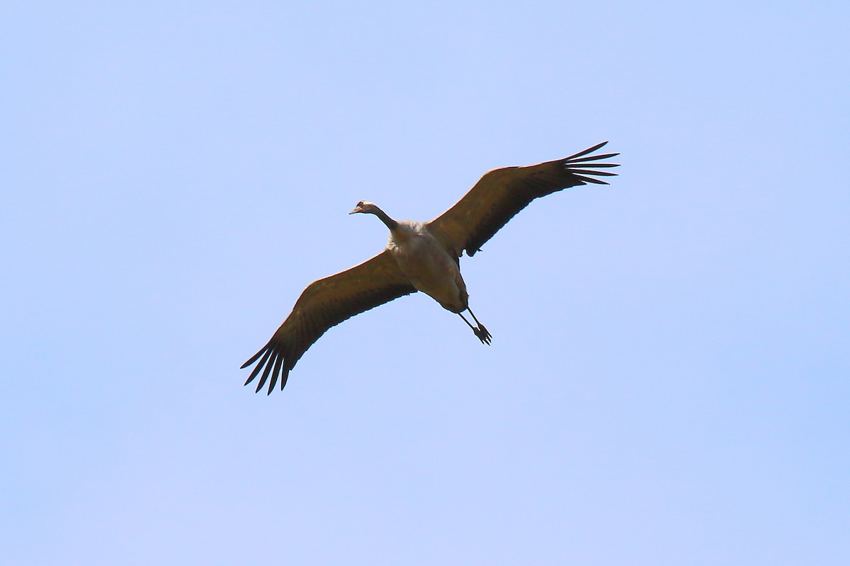 Common Crane - ML616417786