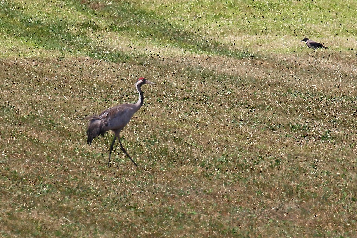 Common Crane - ML616417787