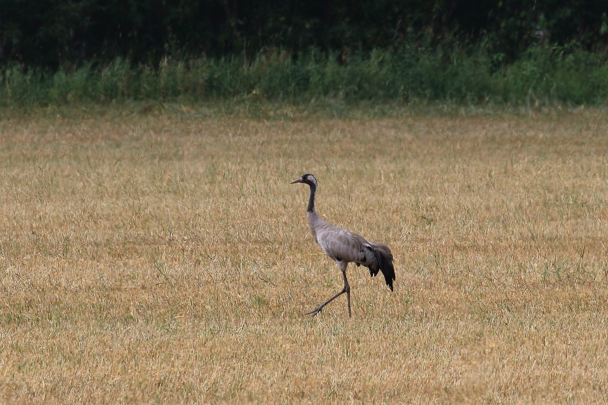 Grulla Común - ML616417788