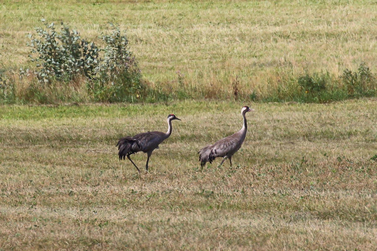 Common Crane - ML616417789