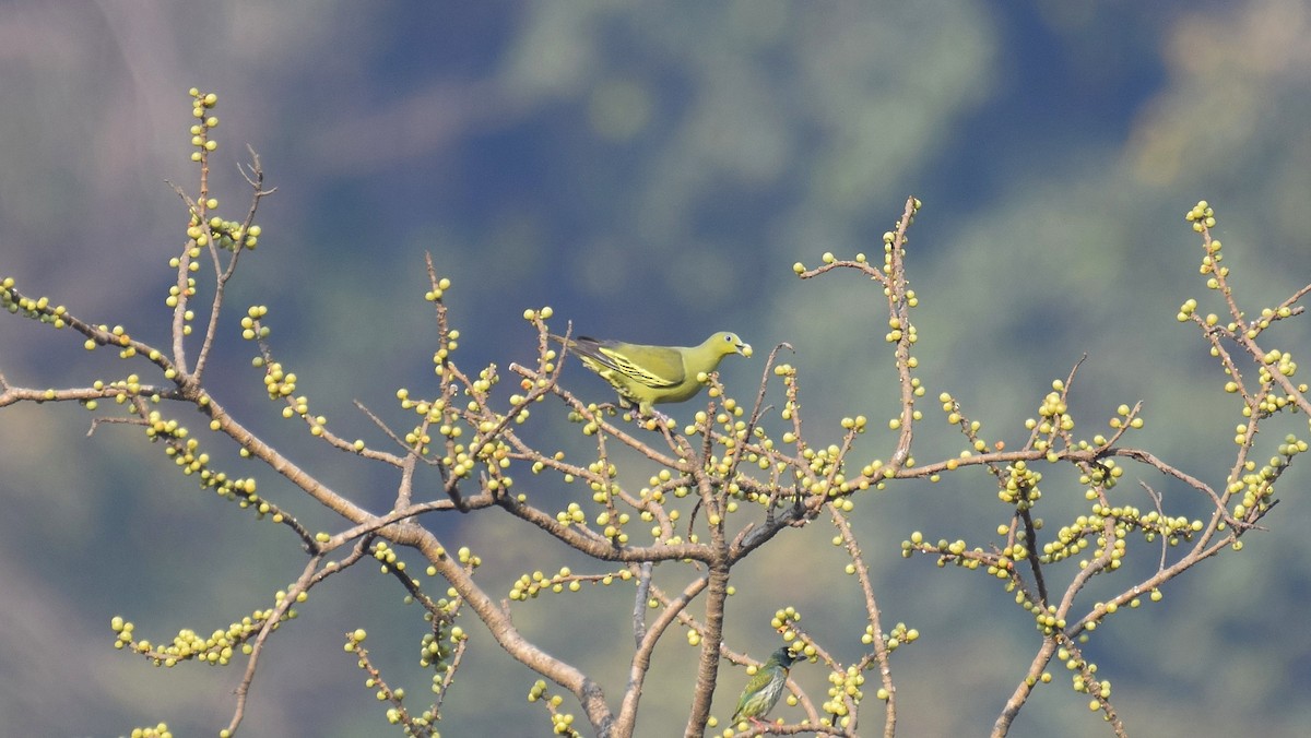 Gray-fronted Green-Pigeon - ML616417790