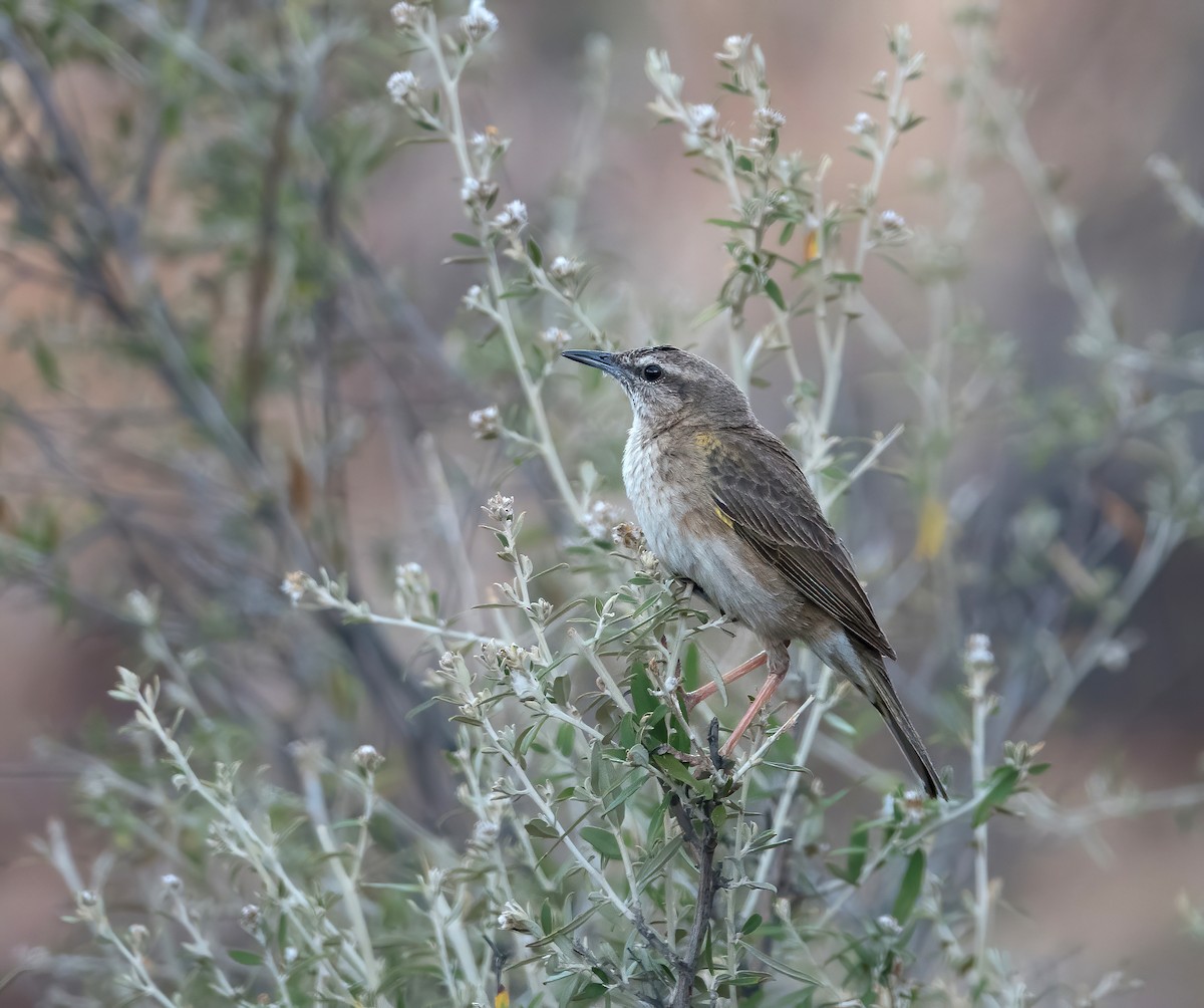 Yellow-tufted Pipit - ML616417821