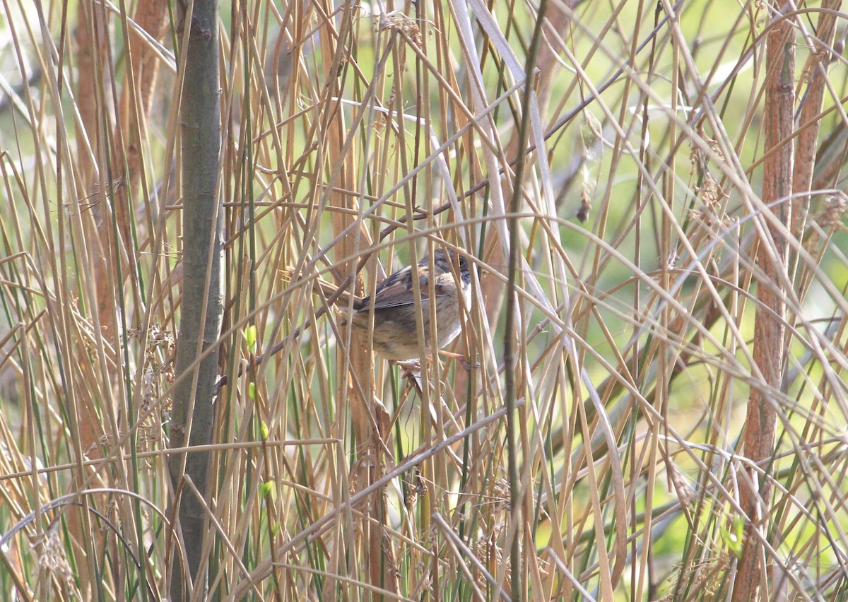 Swamp Sparrow - ML616417836