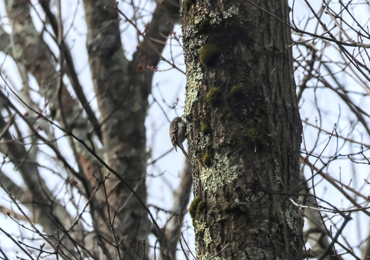 Brown Creeper - ML616417850