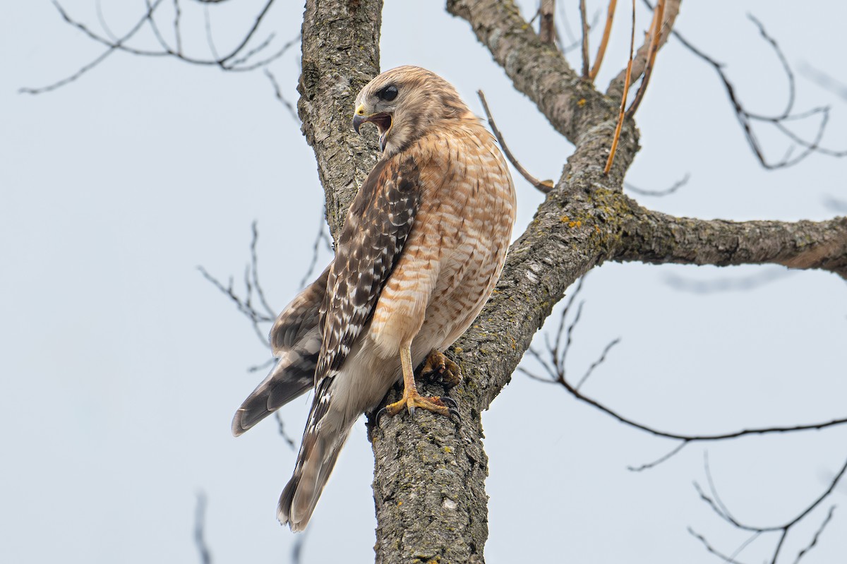 Red-shouldered Hawk - Sylvain Messier