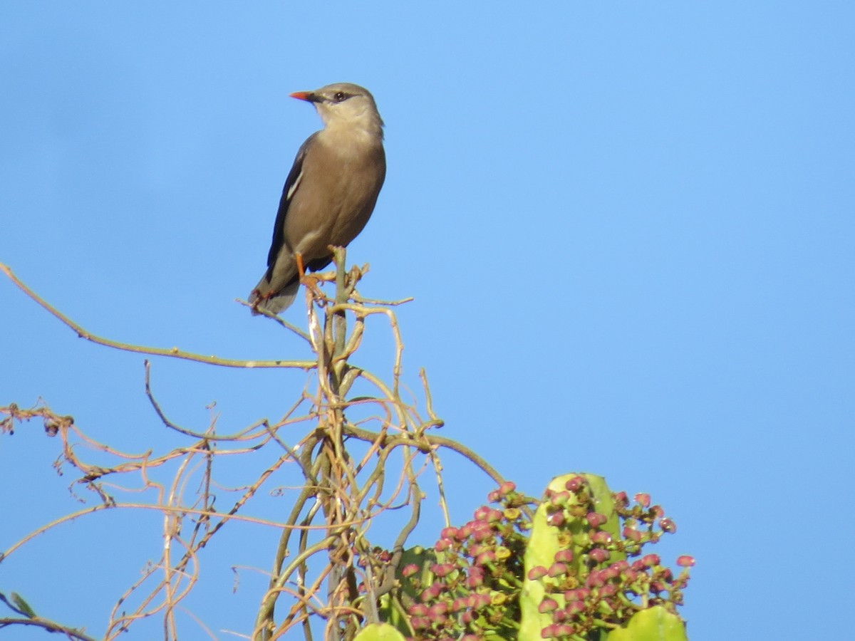 Burmese Myna - ML616417908