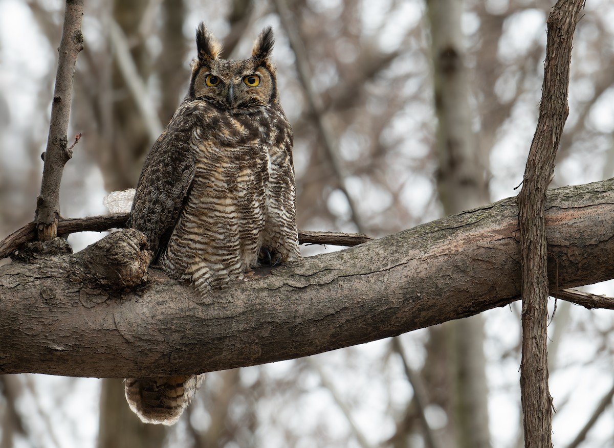 Great Horned Owl - ML616417910