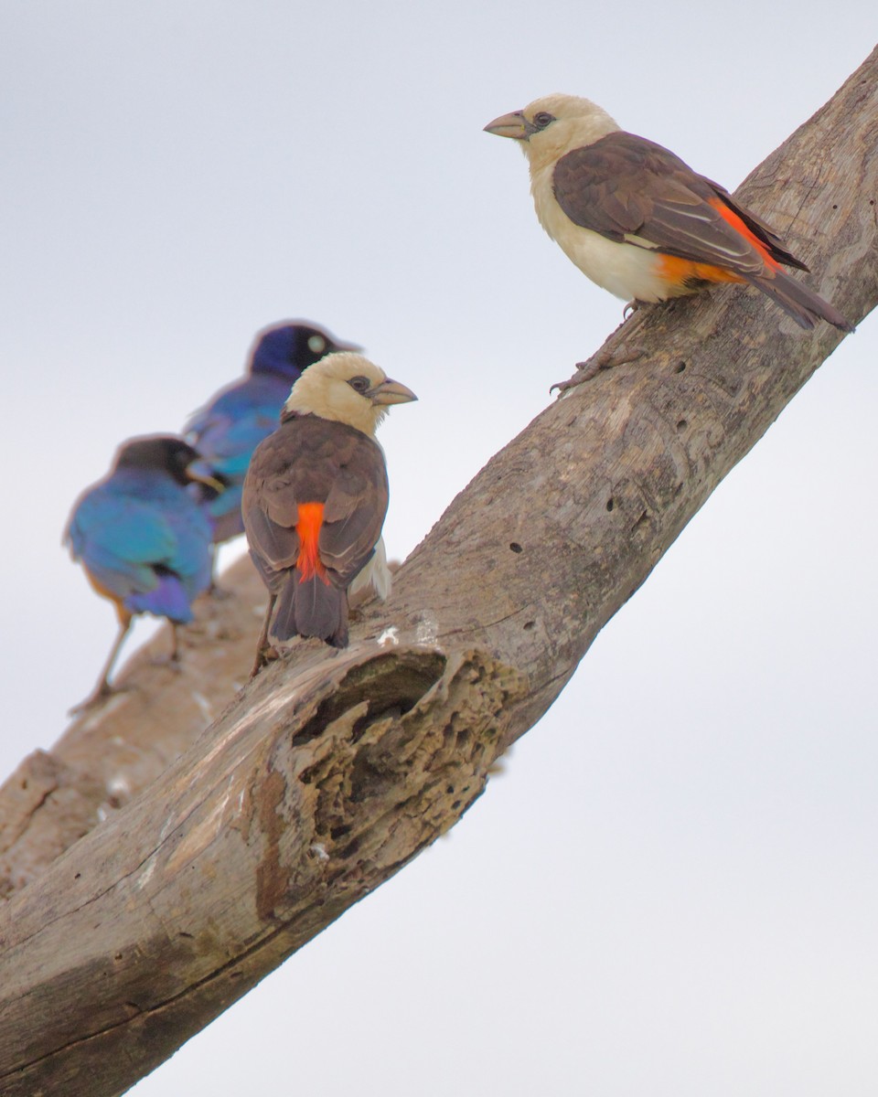 White-headed Buffalo-Weaver - ML616417930