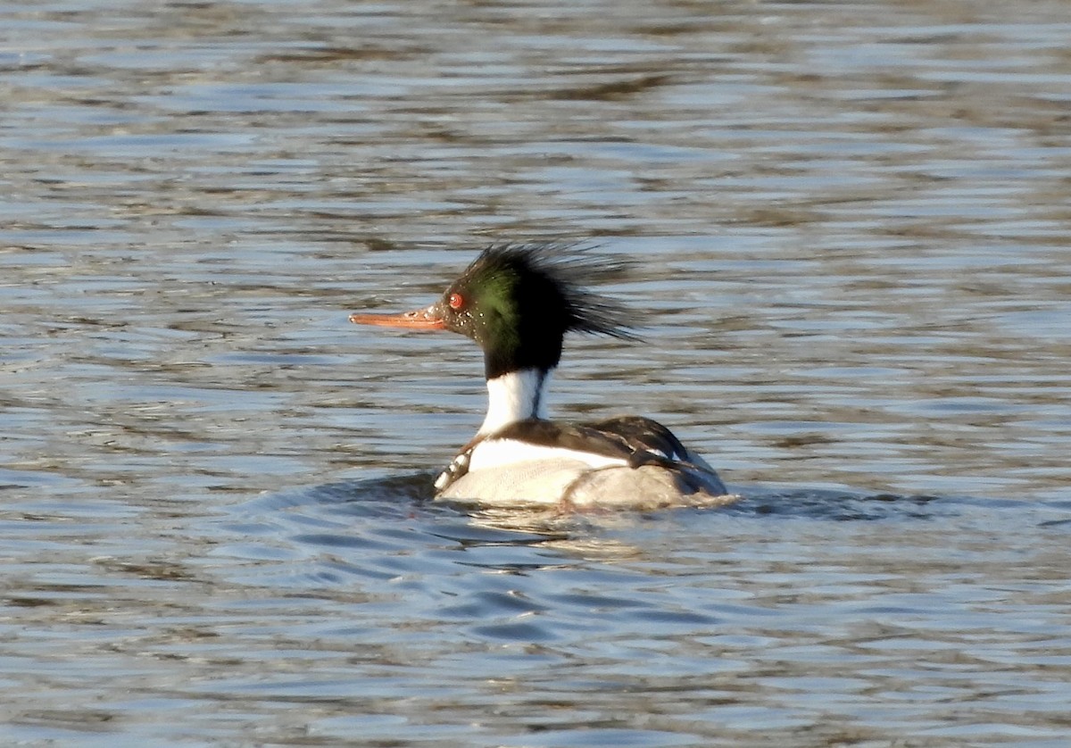 Red-breasted Merganser - ML616417937