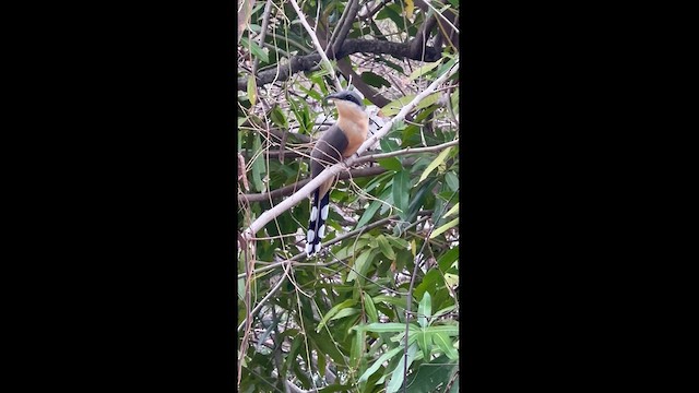 Mangrovekuckuck - ML616417960