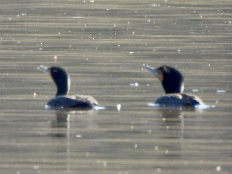 Double-crested Cormorant - ML616417964