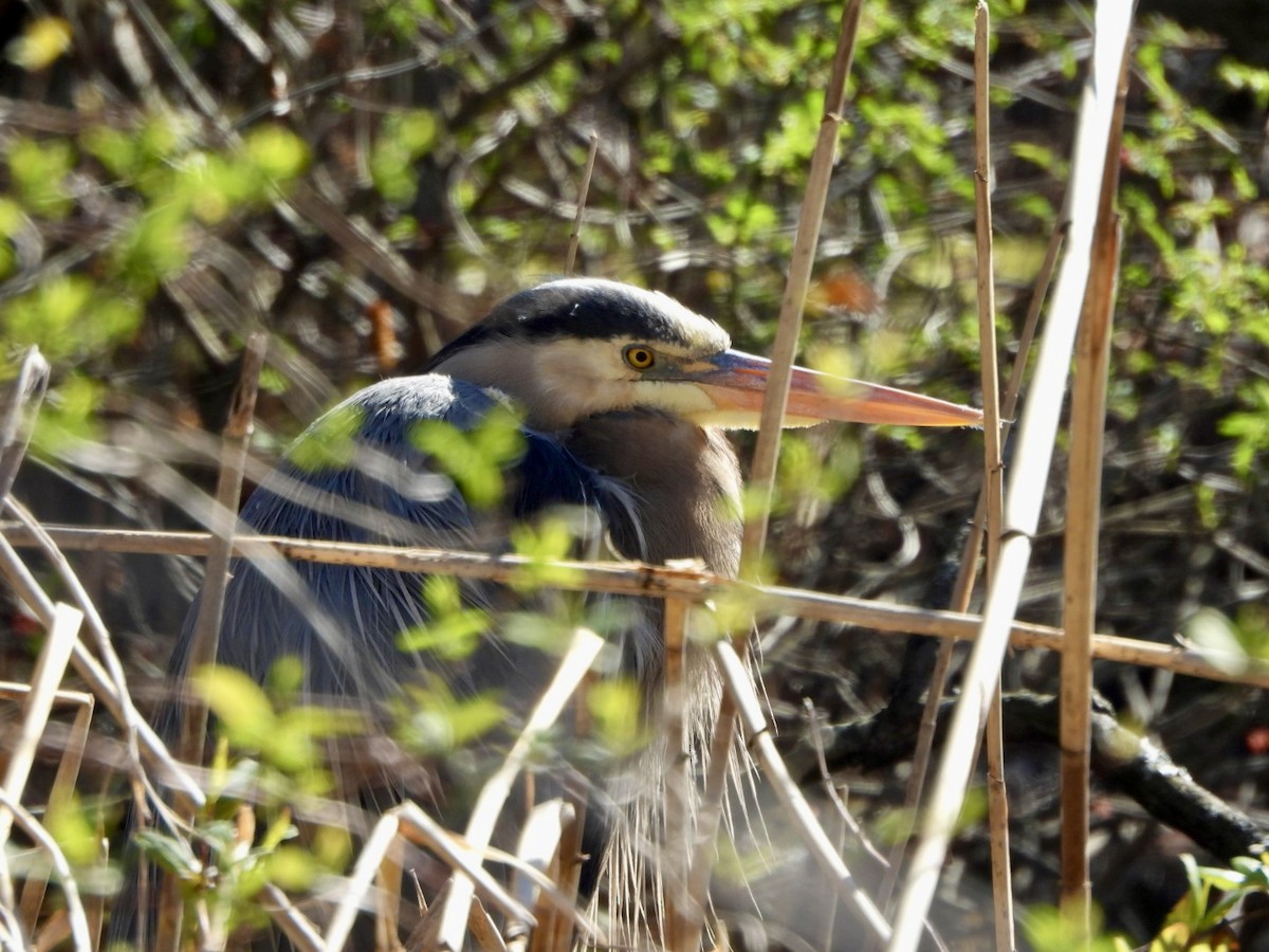 Great Blue Heron - ML616417983