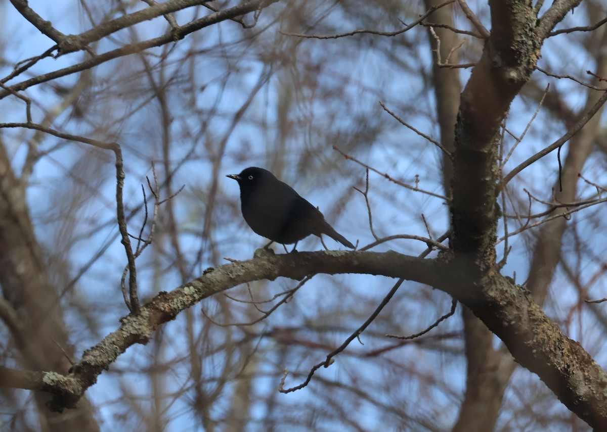 Rusty Blackbird - ML616418003