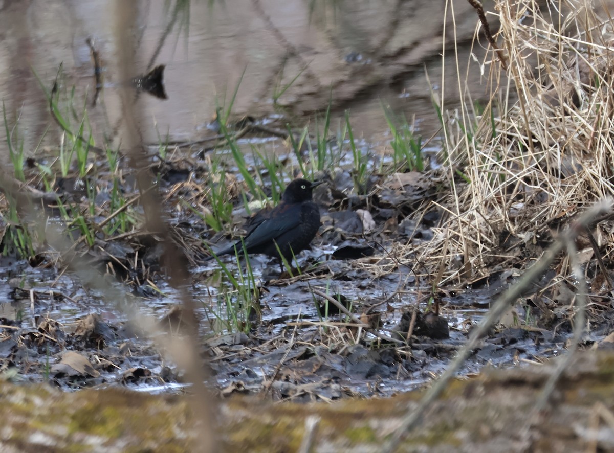 Rusty Blackbird - ML616418005