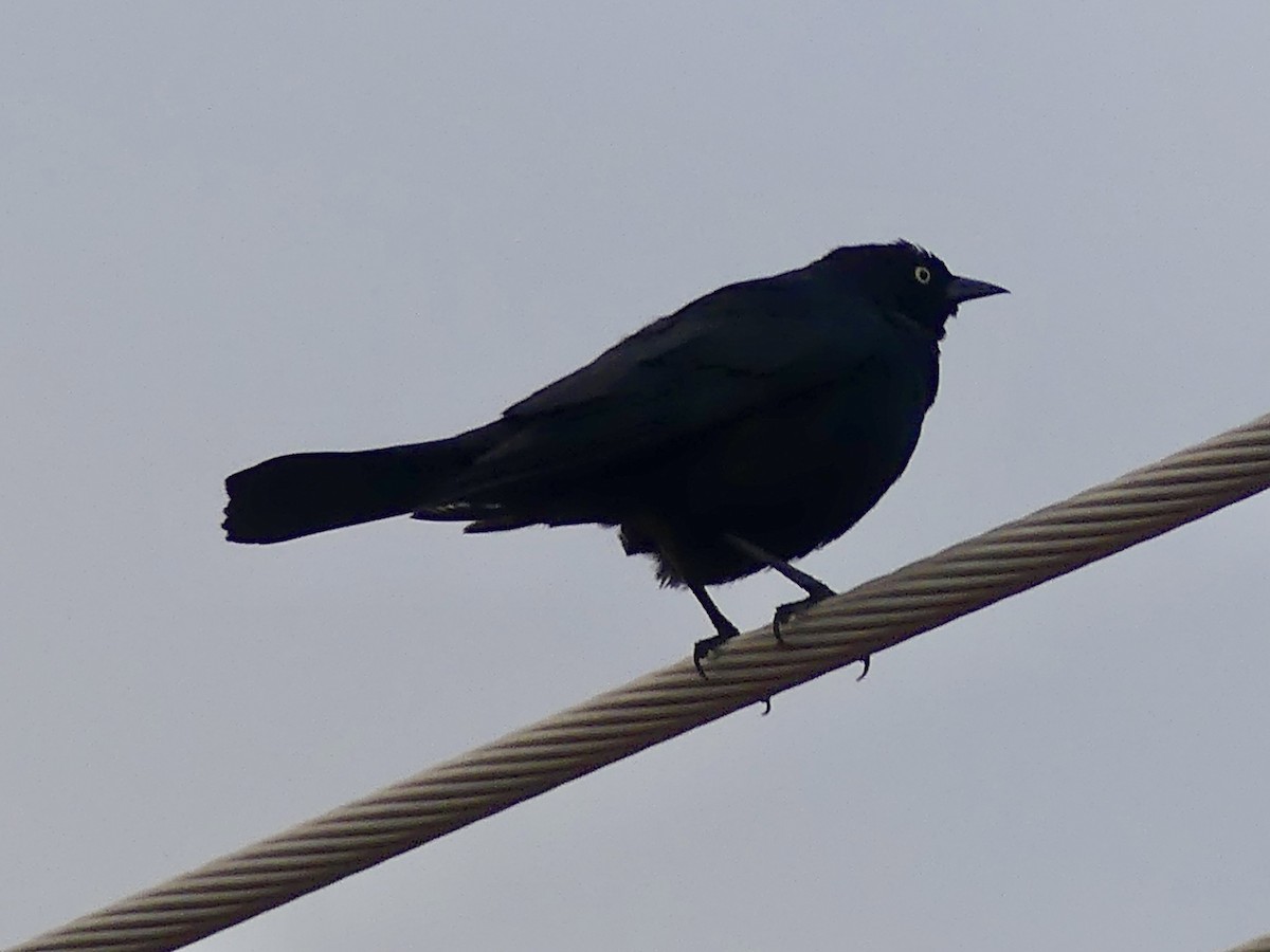 Brewer's Blackbird - Dennis Wolter