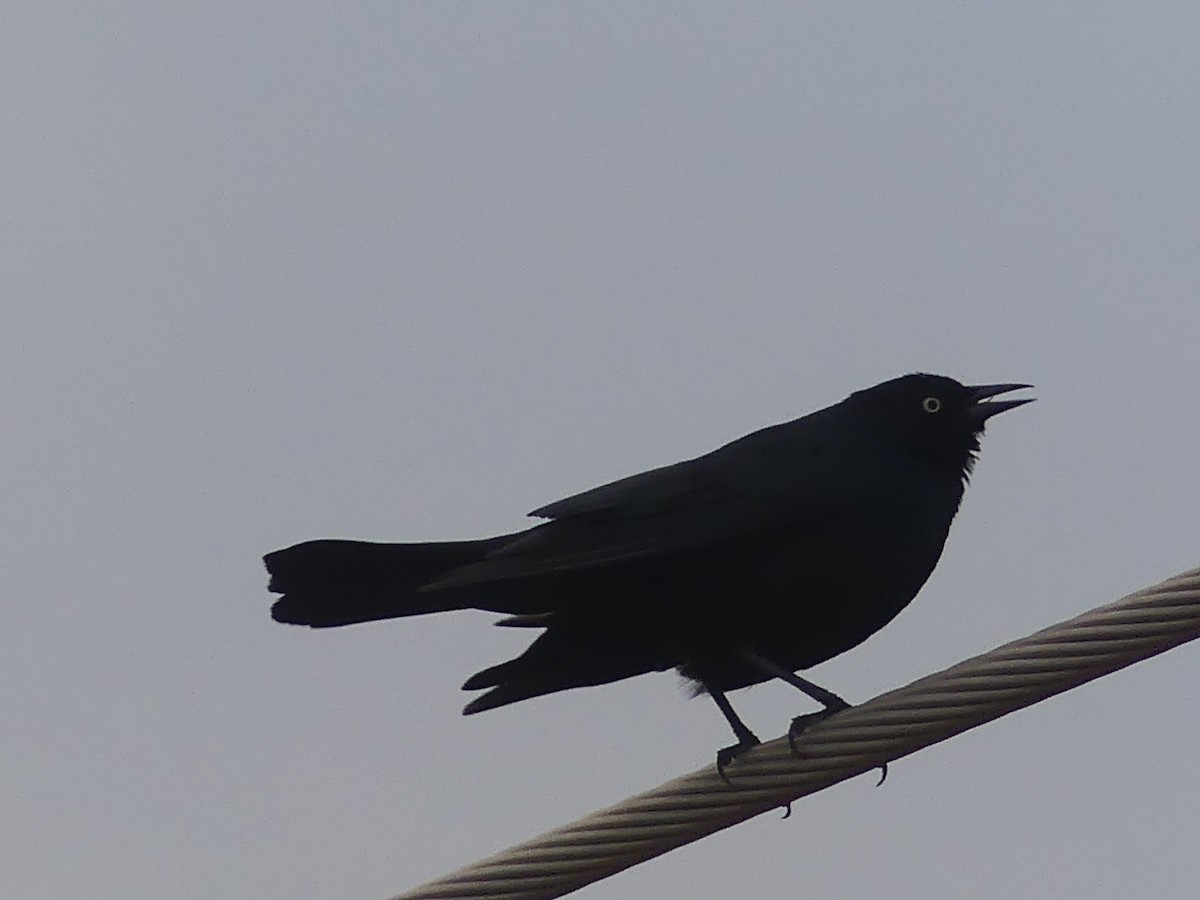 Brewer's Blackbird - Dennis Wolter