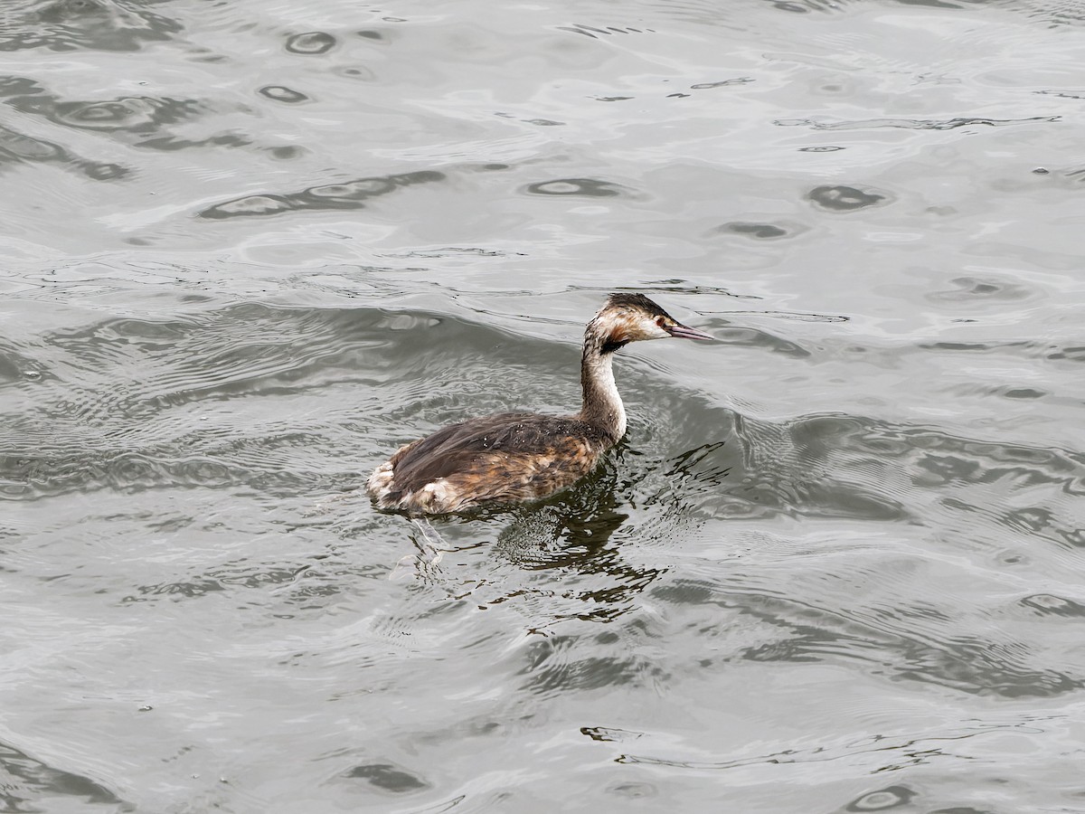Great Crested Grebe - Dale Floer