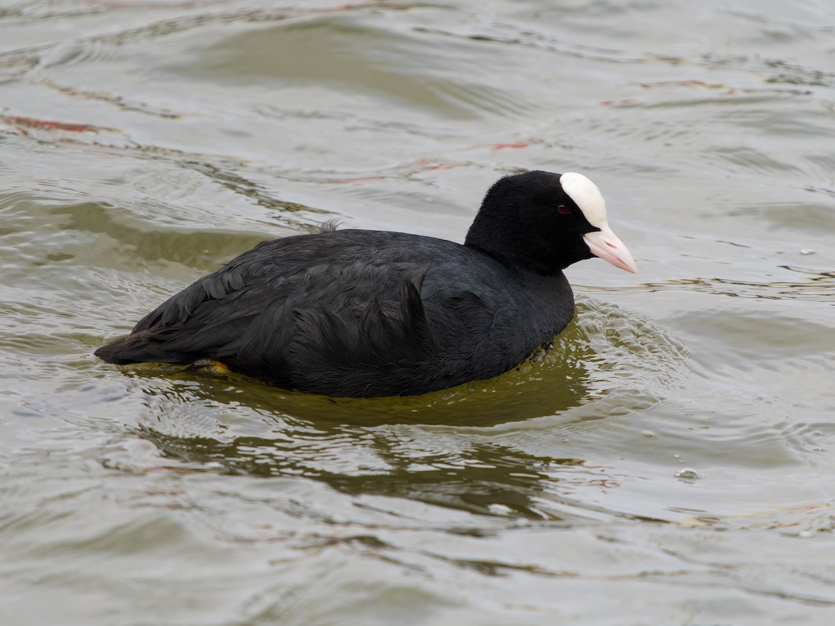 Eurasian Coot - ML616418045