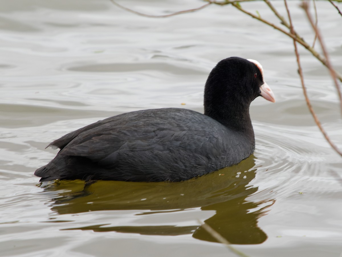 Eurasian Coot - ML616418046