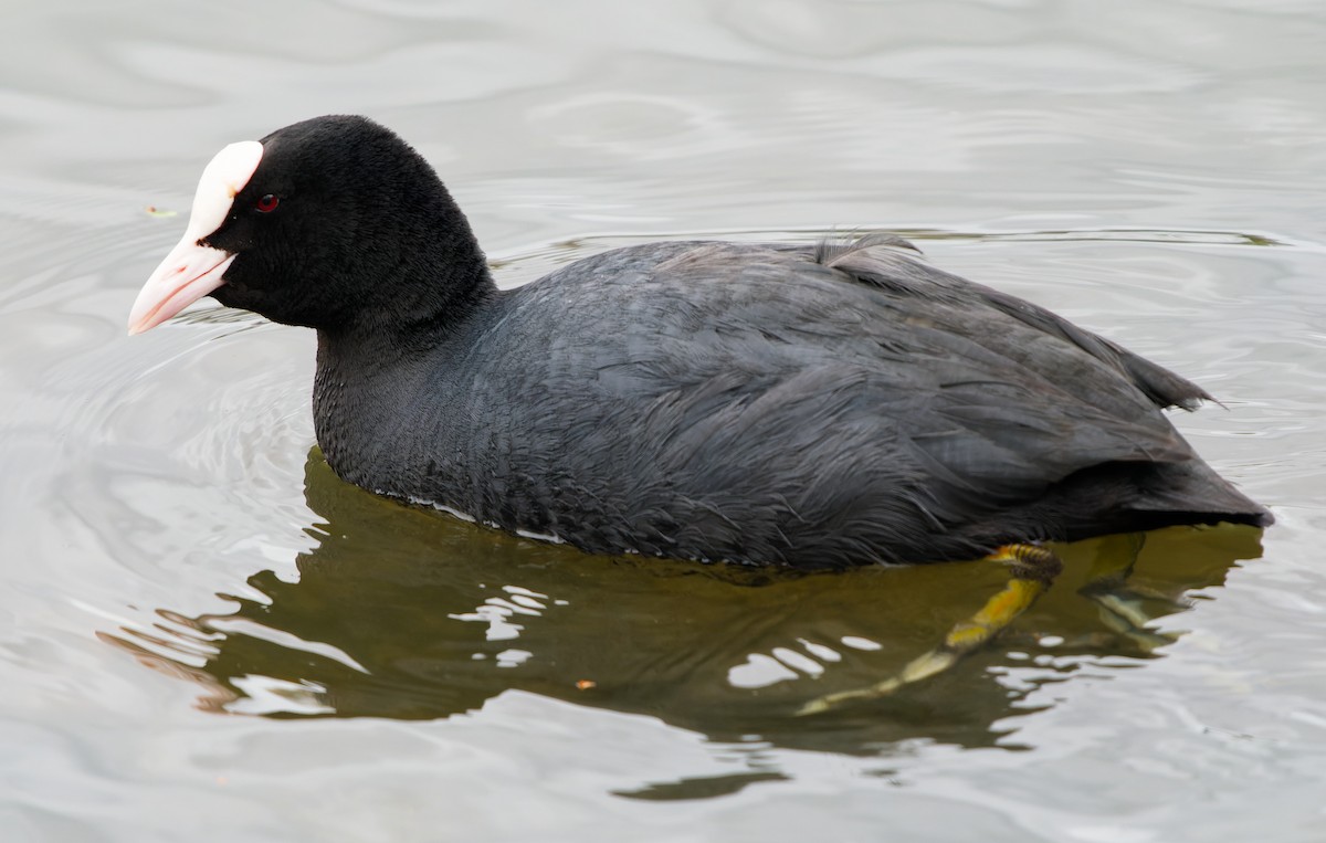 Eurasian Coot - ML616418047