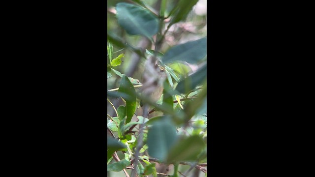 San Andres Vireo - ML616418054