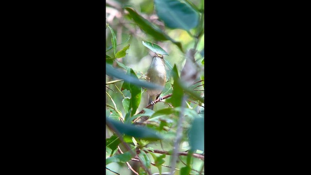 San Andres Vireo - ML616418055