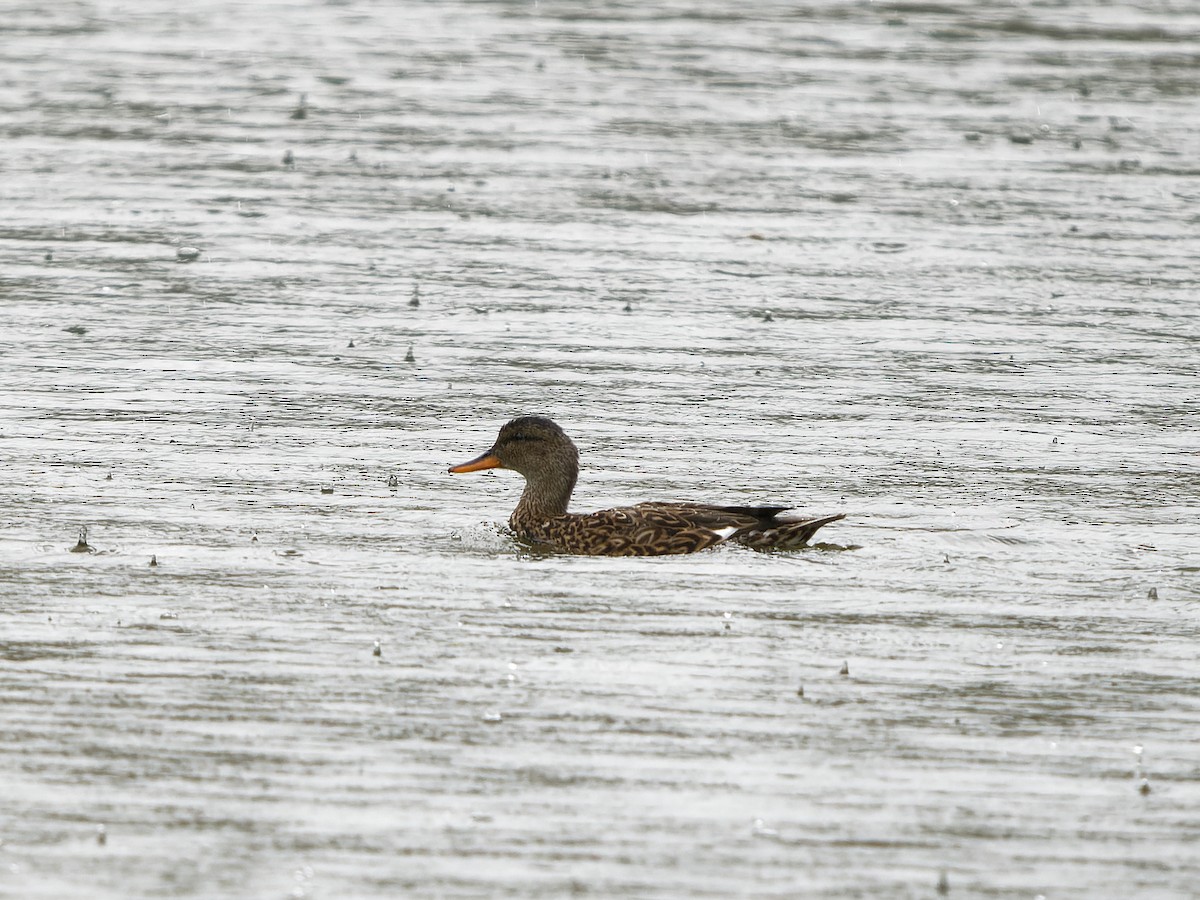 Canard chipeau - ML616418058