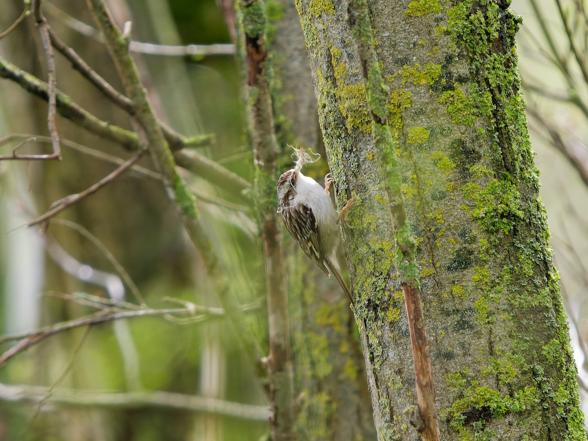 Short-toed Treecreeper - ML616418073