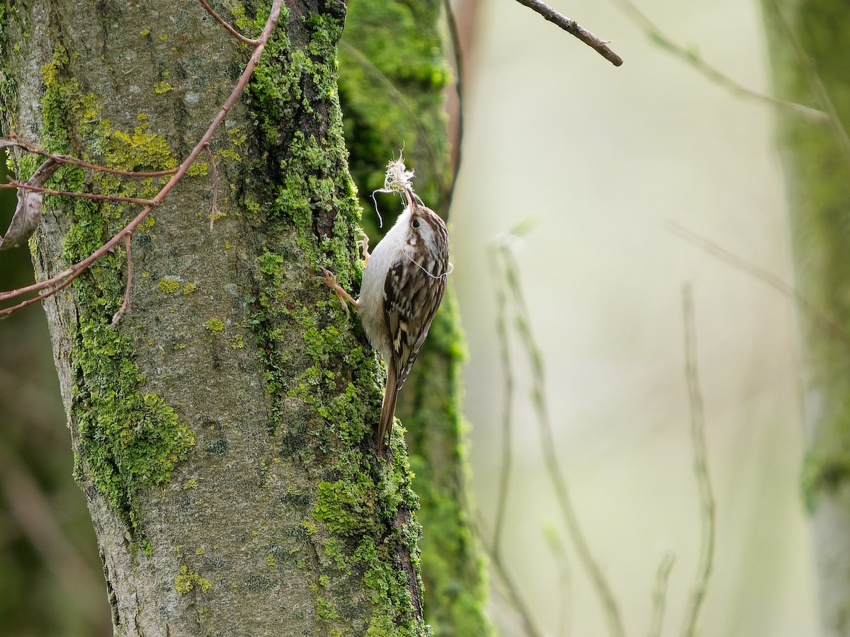 Short-toed Treecreeper - Dale Floer