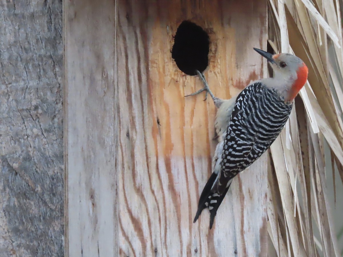 Red-bellied Woodpecker - ML616418086