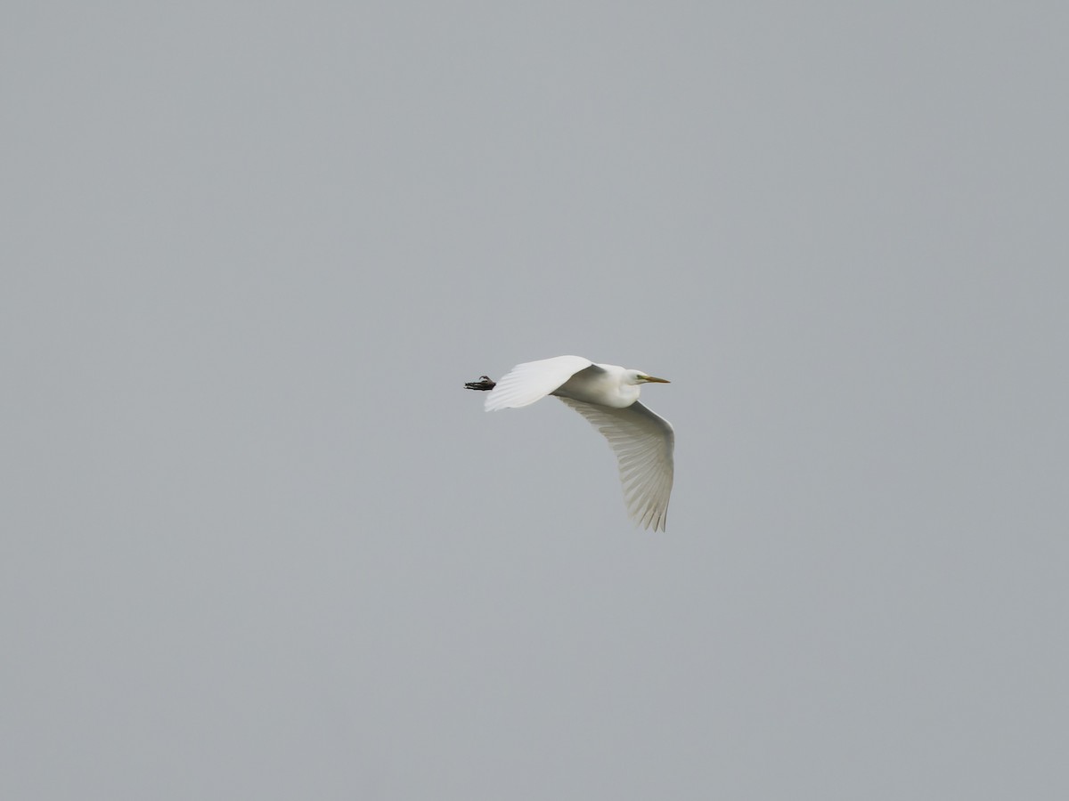 Great Egret - ML616418090