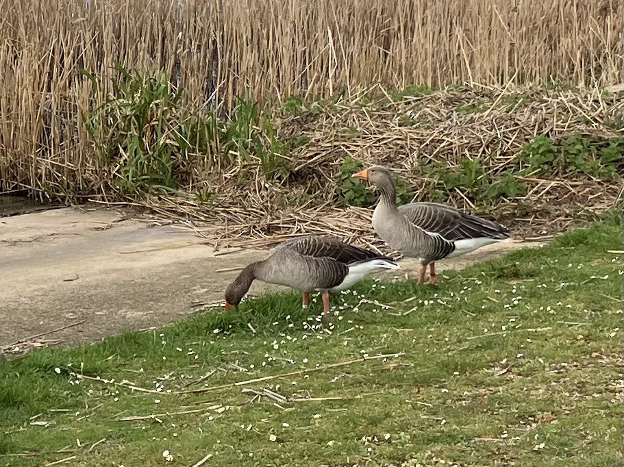 Graylag Goose - ML616418093