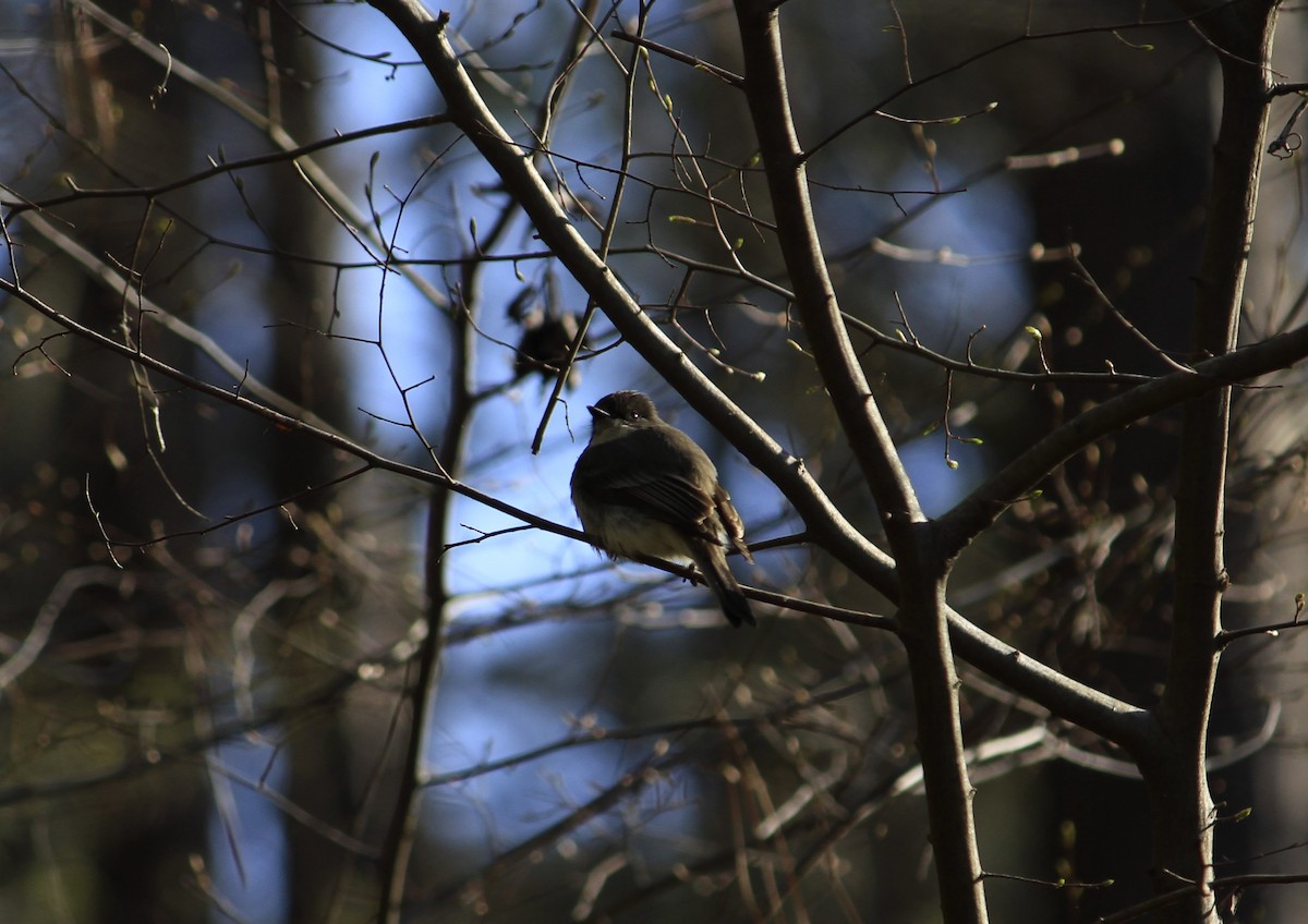 Eastern Phoebe - ML616418101